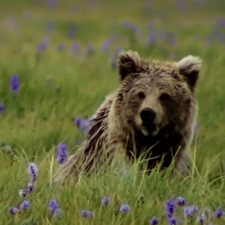 Deosai, the Last Sanctuary