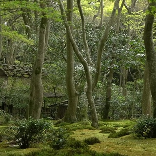 The Gardens of Kyoto