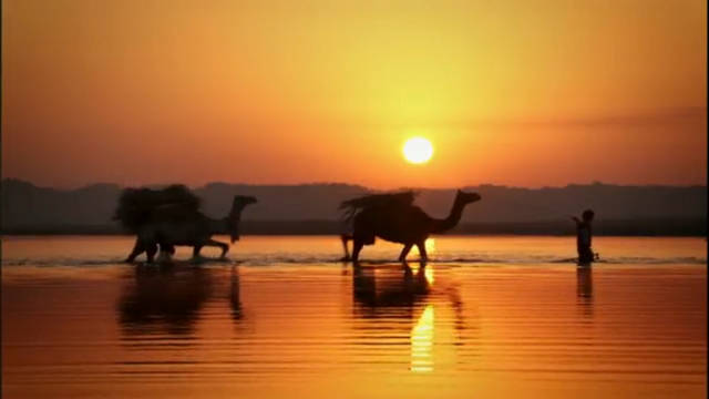 Camels at Sunset