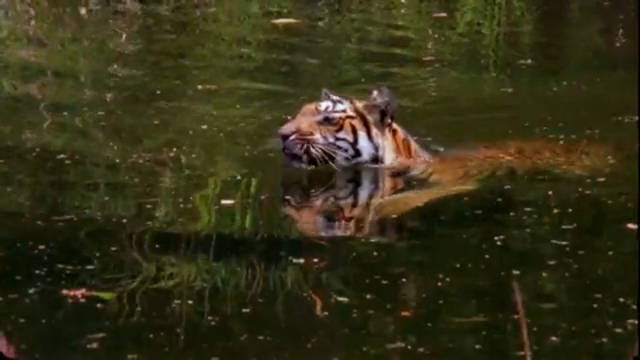 Tiger Swimming in the Water