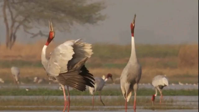 Mating Dance of Sarus Cranes