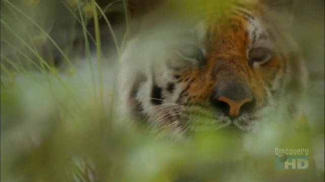 A Tigress in the Bush