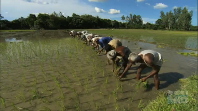 Planting Rice