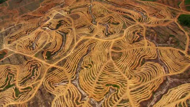 Devastated Forest Land in Borneo